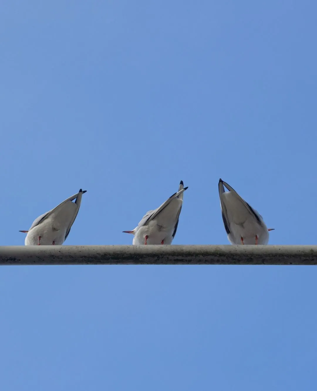 Three pigeons sitting on an electricity line