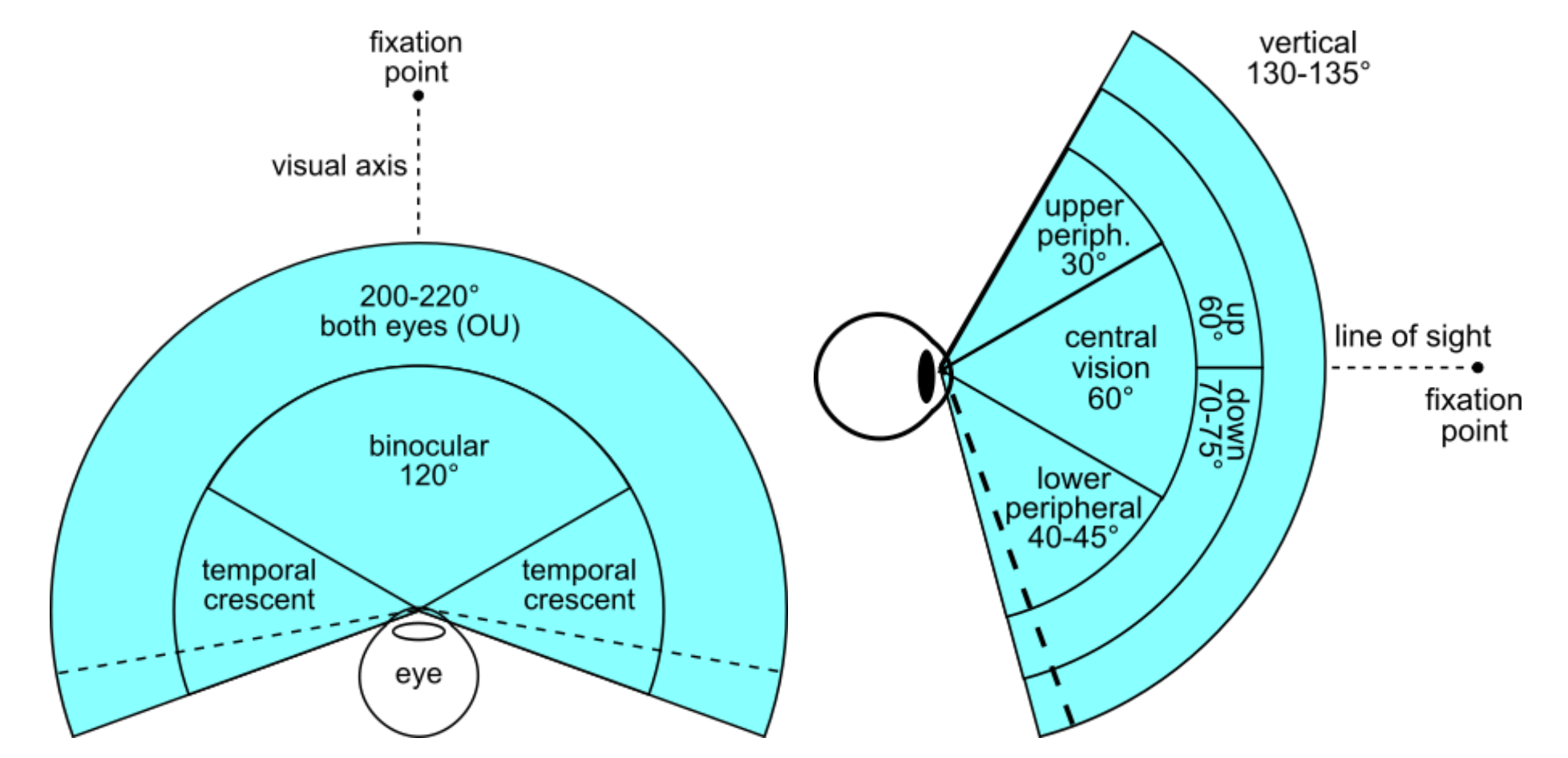 Diagram of the field of vision of a human eye
