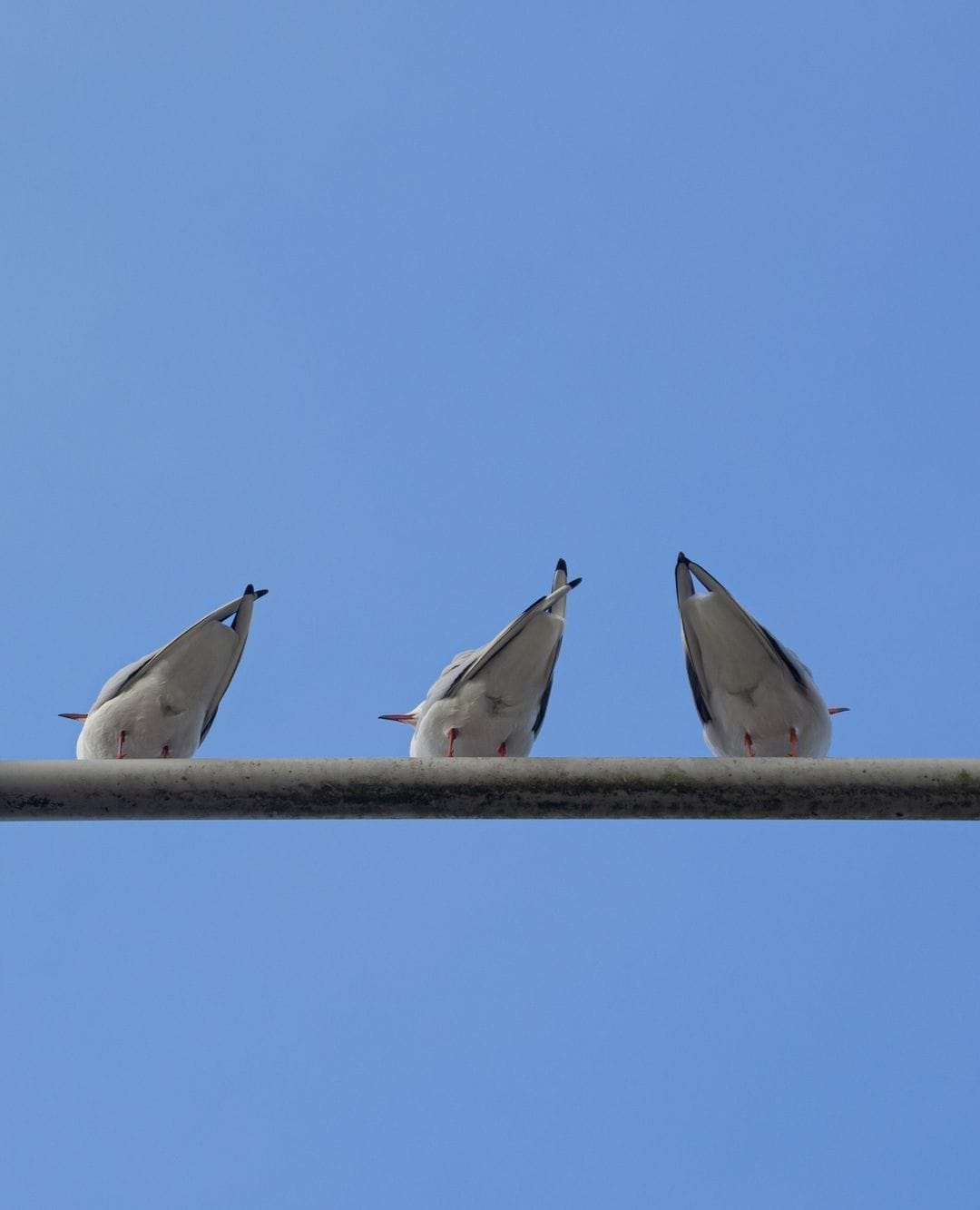 3 pigeons on a wire seen from underneath