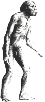 Artists impression of Australopithecus africanus