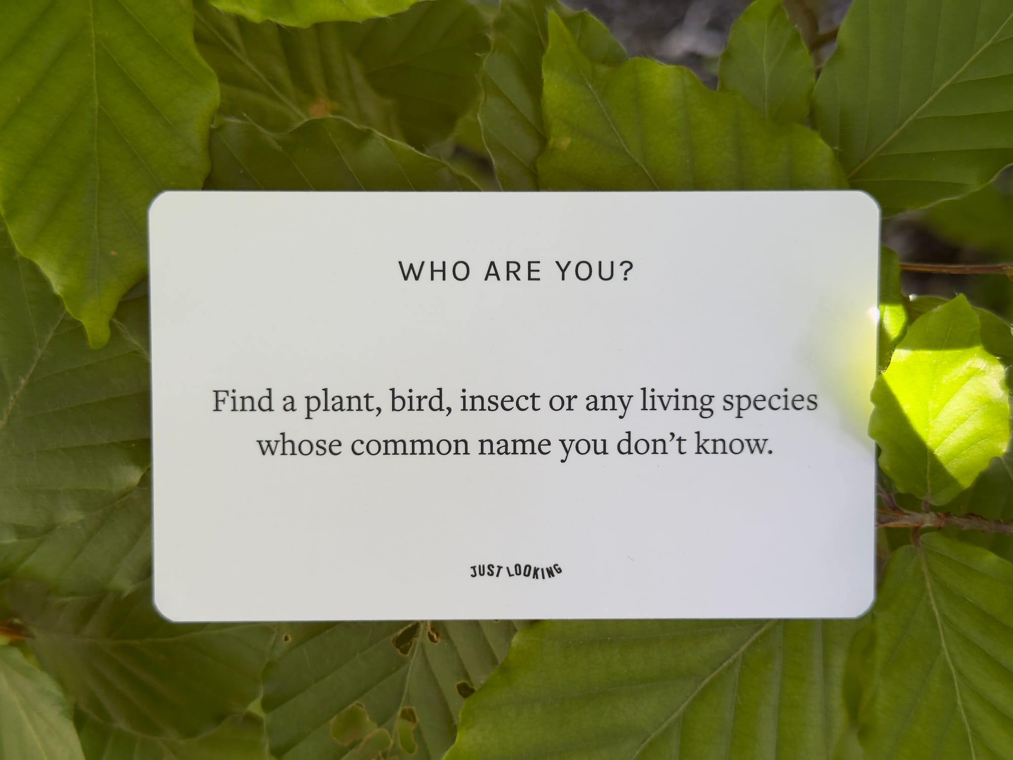 A card set on leaves. It reads "Who are you?" Find a plant, bird, insect or any living species whose common name you don't know. Just Looking.