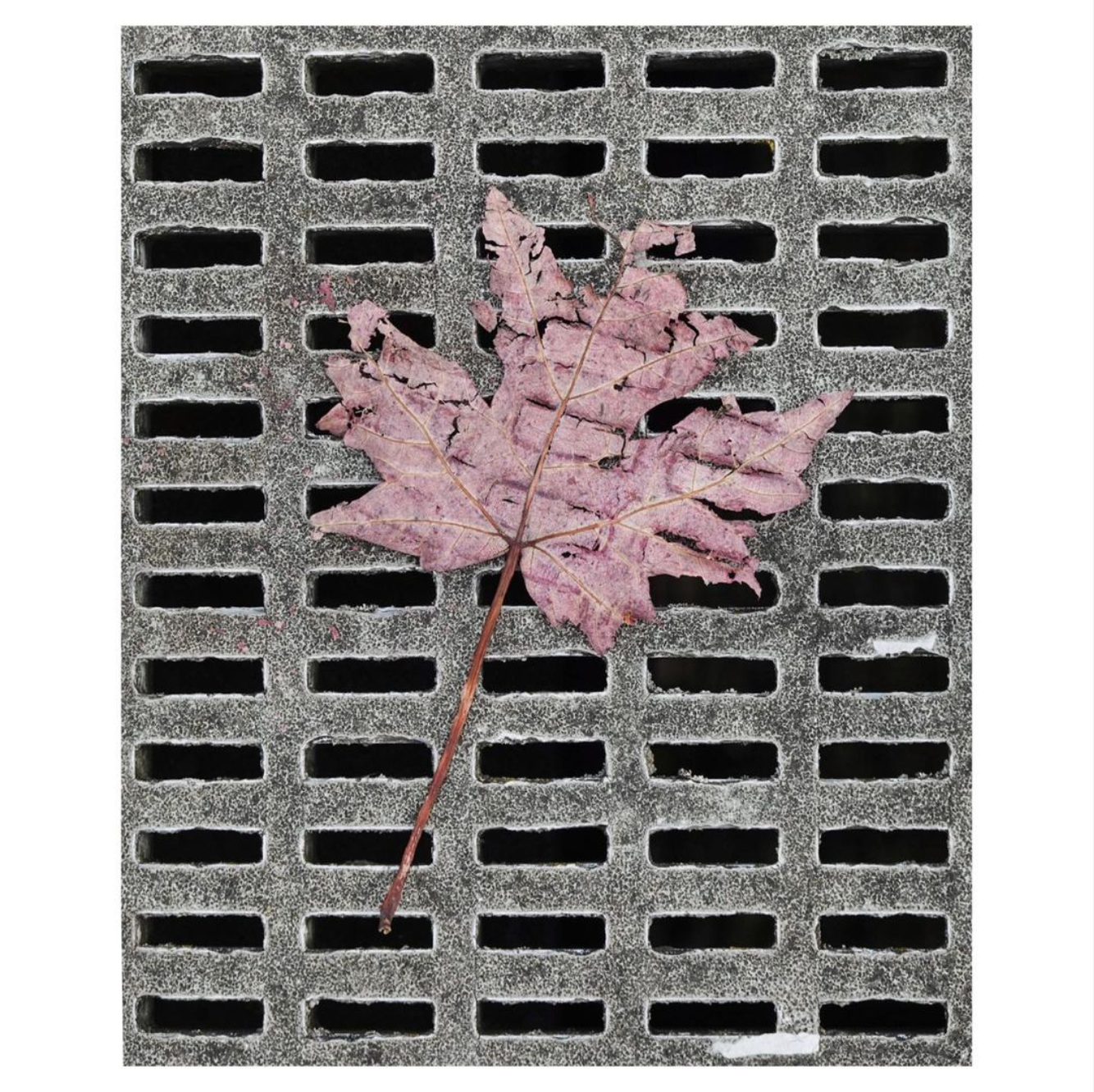 dry red leaf crumbling on a manhole cover