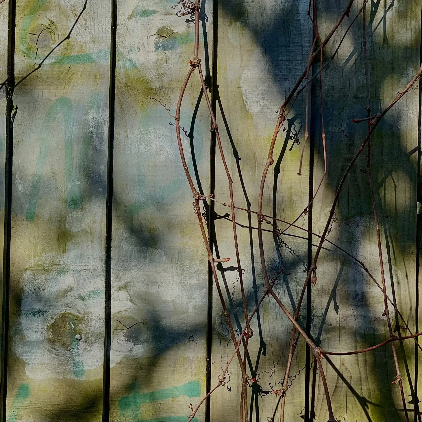 Branches, in dappled sunshine along a fence.